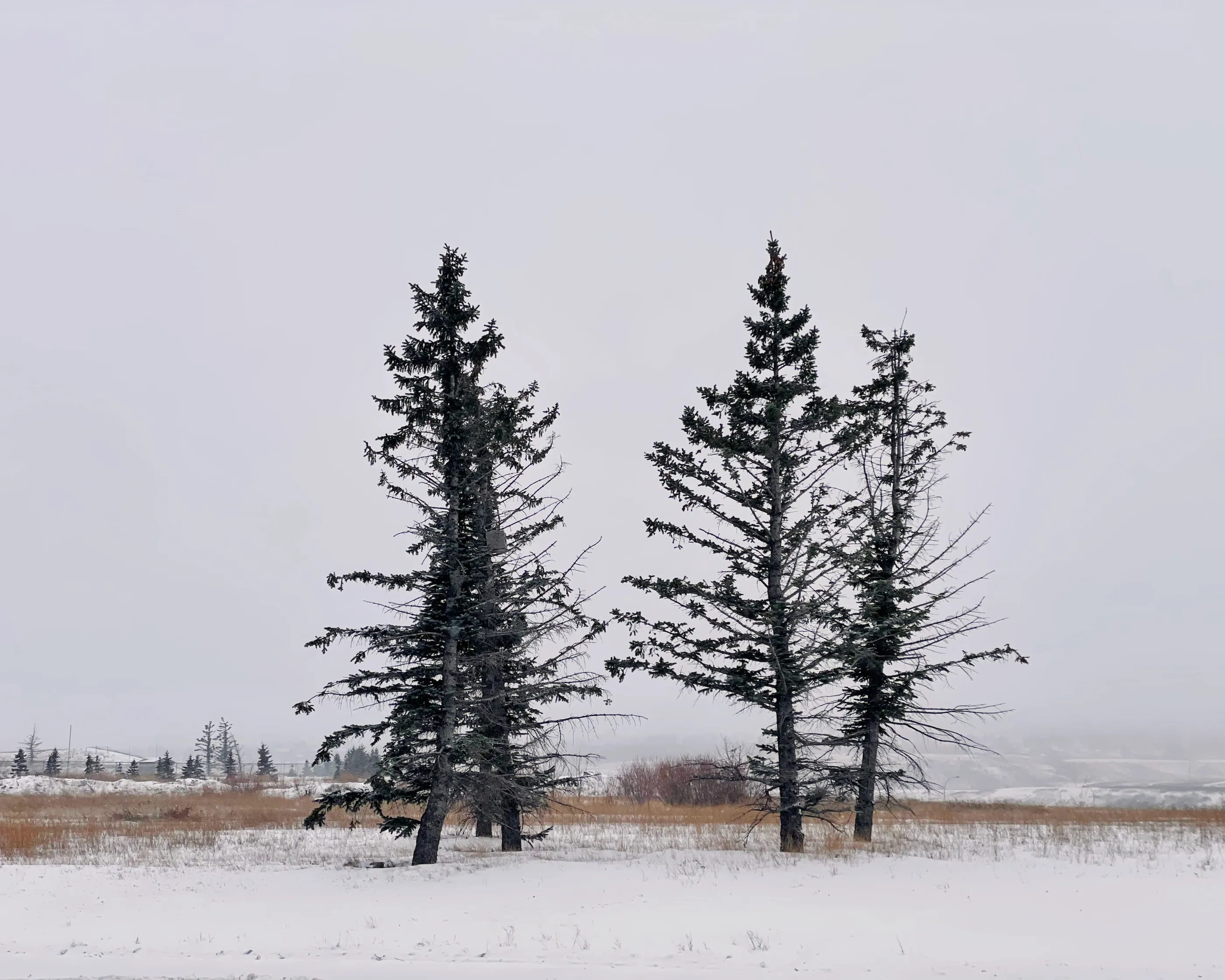 Calgary layover